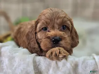 Cockapoo dogs Daffodil - Ad 28