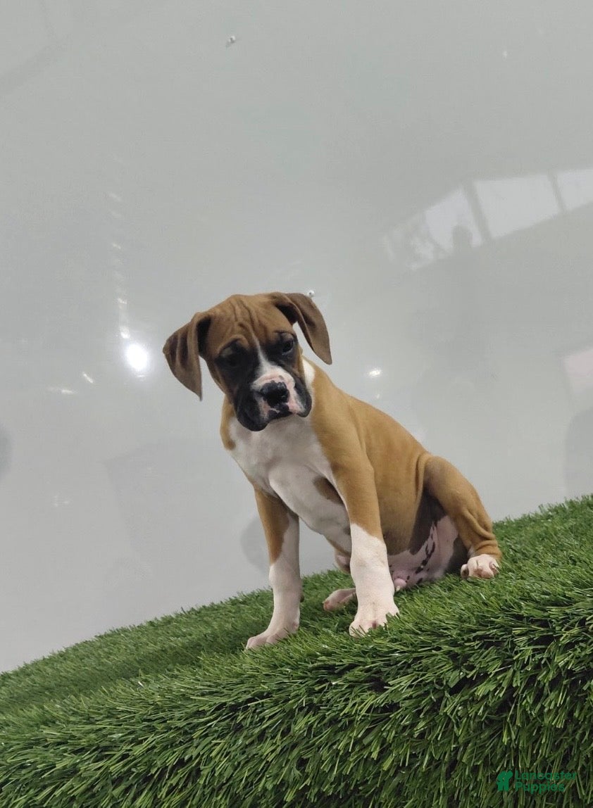 Boxer dogs for sale: Jax - Ad 2