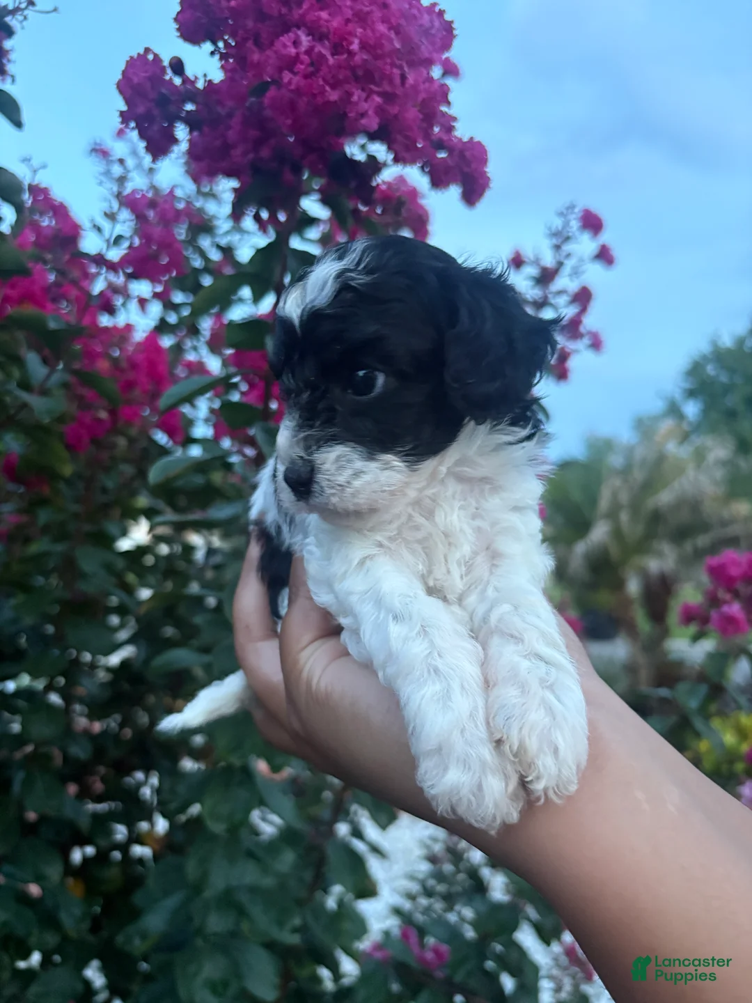 Cavapoo dogs for sale: Minnie - Ad 2