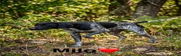 German Shorthaired Pointer dogs for sale: Perez - Ad 1