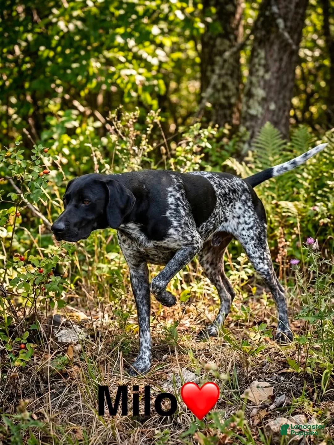 German Shorthaired Pointer dogs for sale: Perez - Ad 1