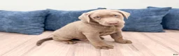 Labrador Retriever dogs for sale: Ralph - Ad 4