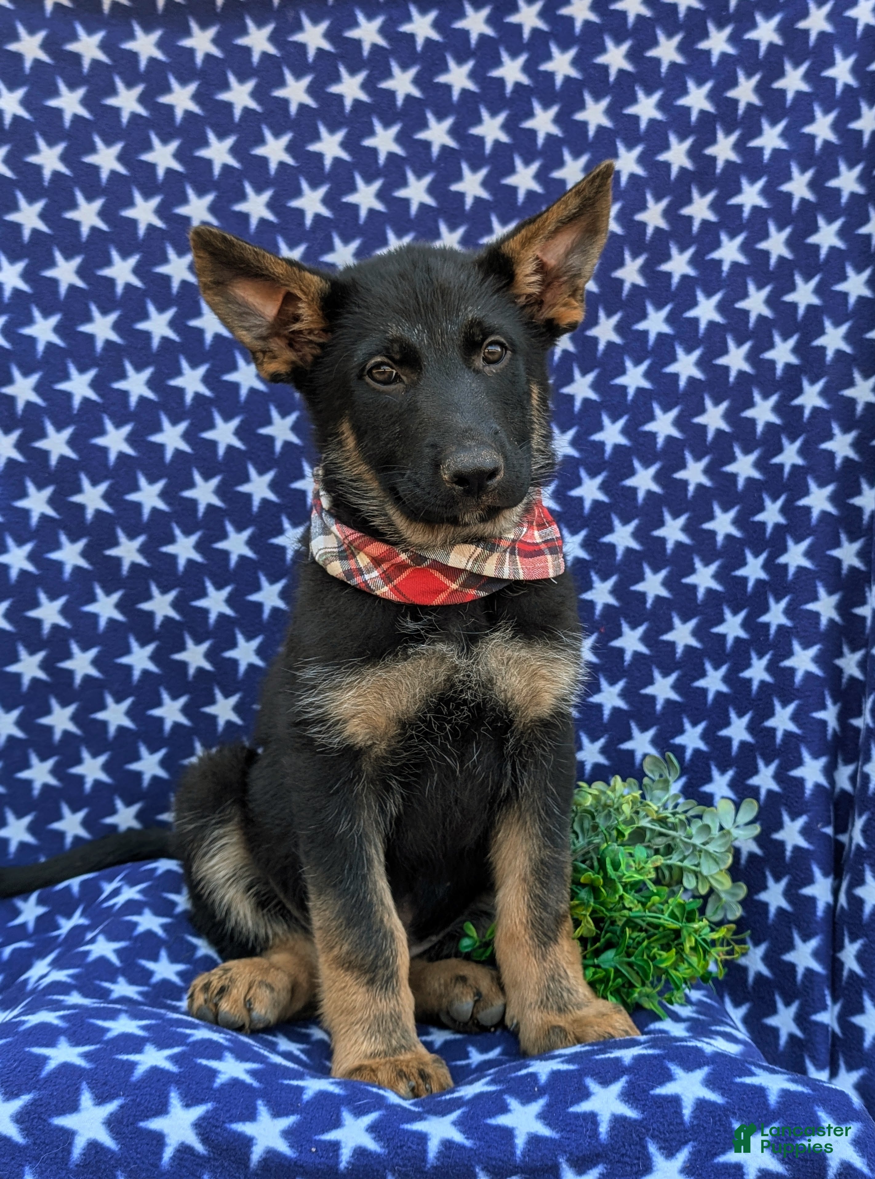 German Shepherd dogs Powell - Ad 1