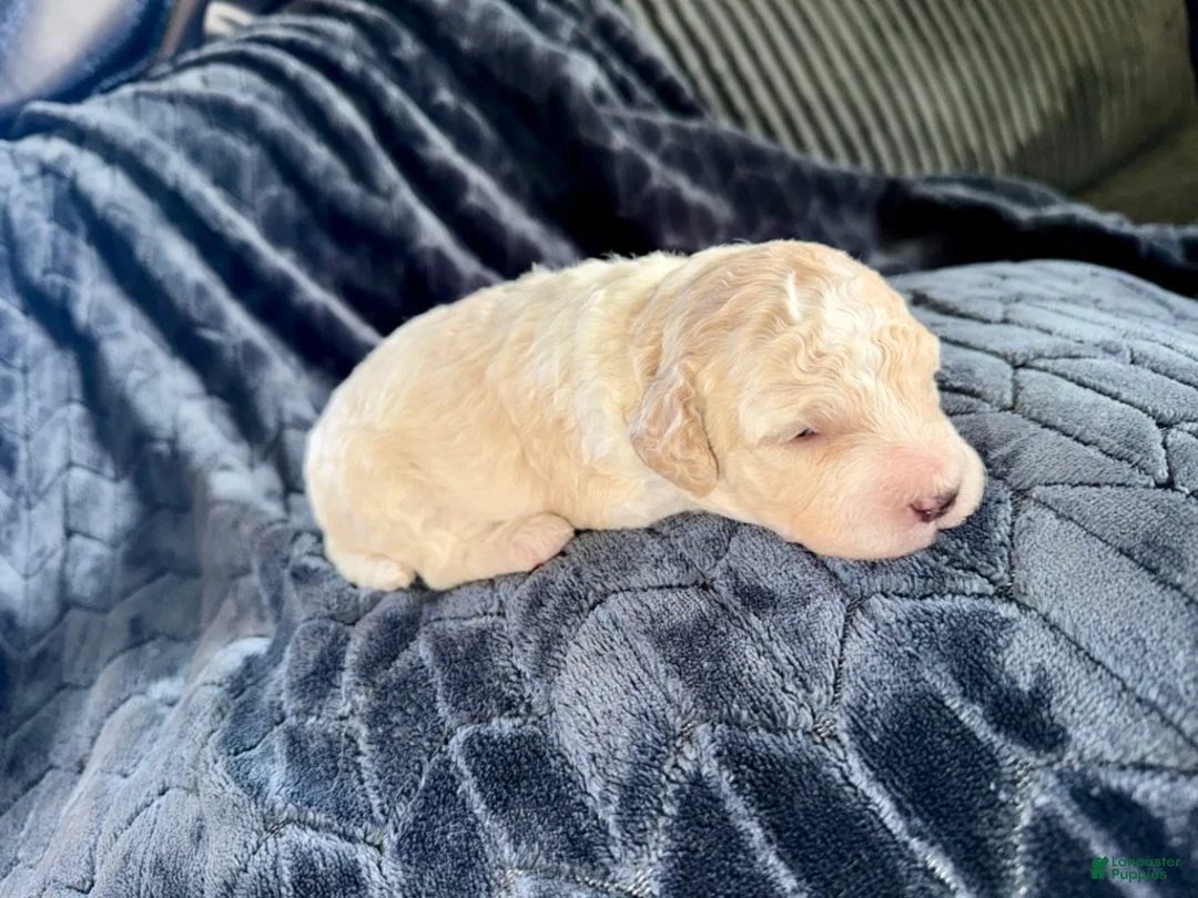 Mixed Breed dogs for sale: Kiara - Ad 3