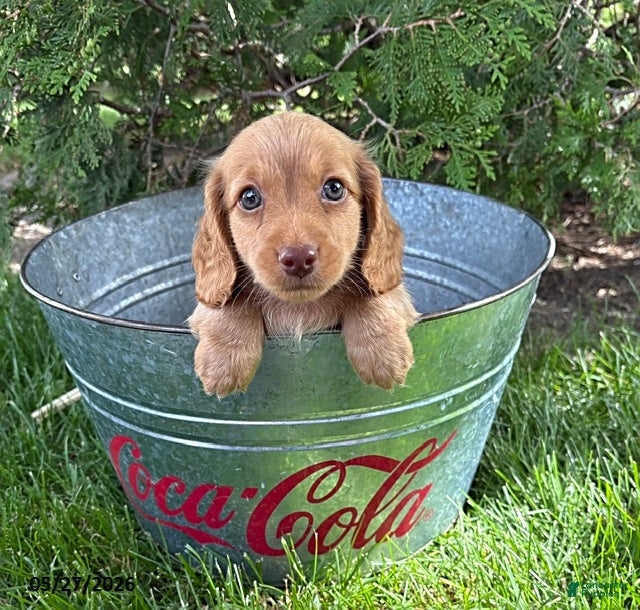 Dachshund dogs Briggs - Ad 2