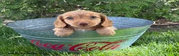 Dachshund dogs for sale: Briggs - Ad 2