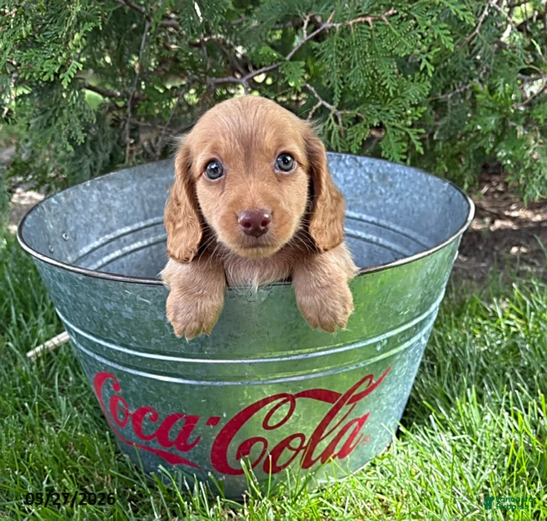 Dachshund dogs for sale: Briggs - Ad 2