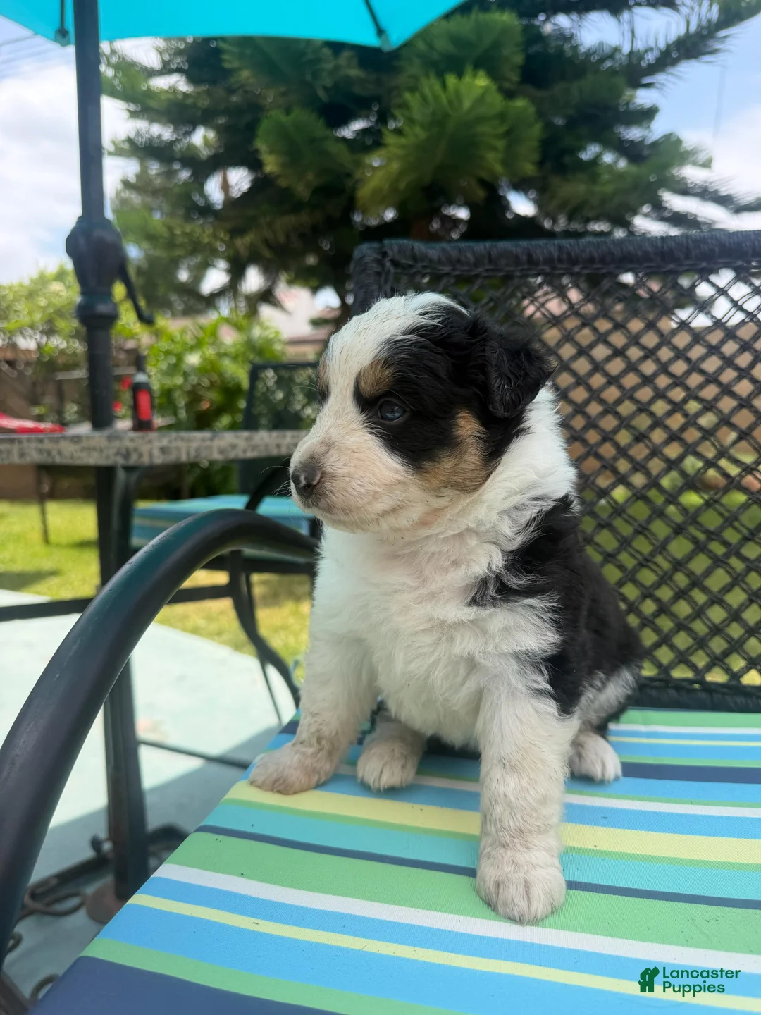 Australian Shepherd dogs for sale: Australian Shepherd Puppy 1 - Ad 2