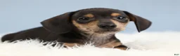 Miniature Dachshund dogs for sale: Jett ⚽️ - Ad 10