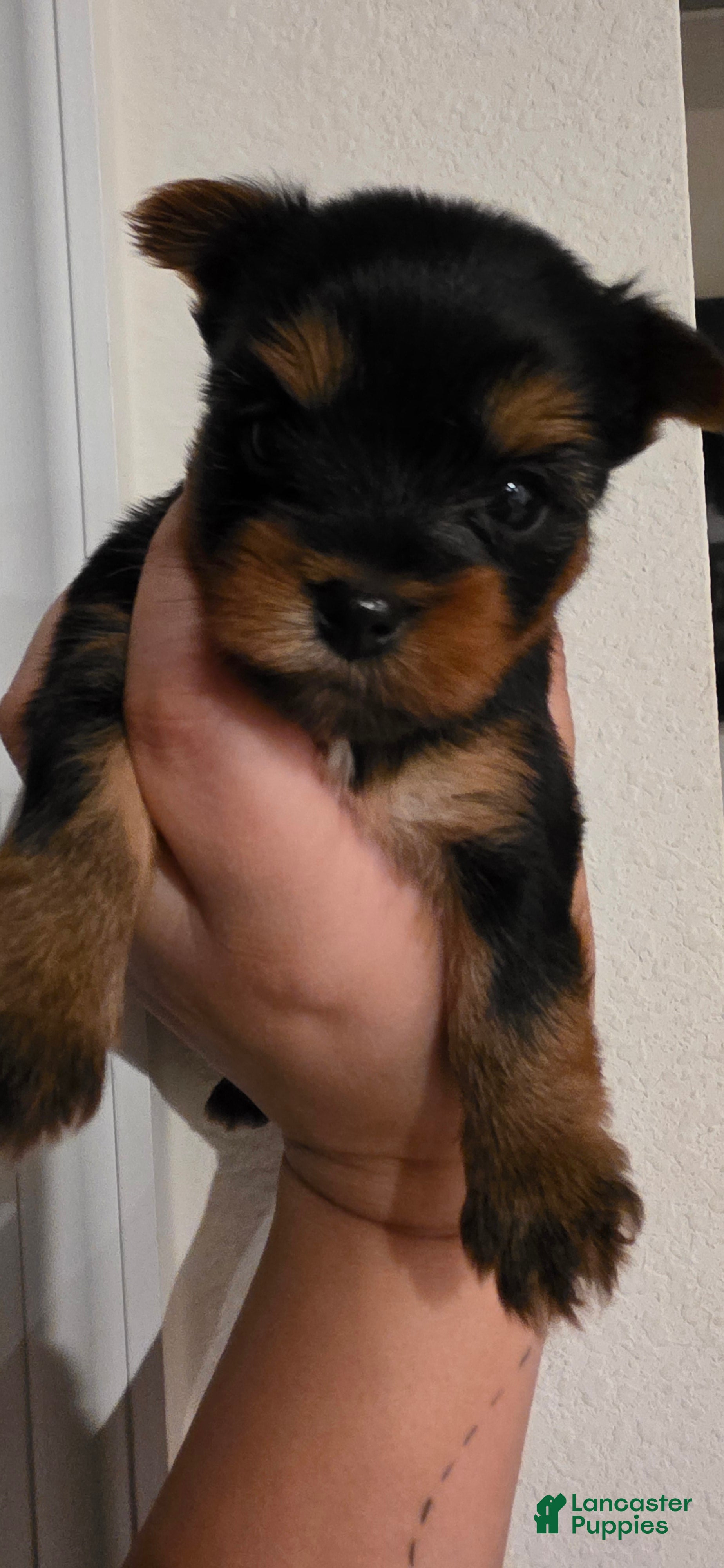 Yorkshire Terrier dogs Beast - Ad 32