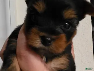 Yorkshire Terrier dogs Beast - Ad 23