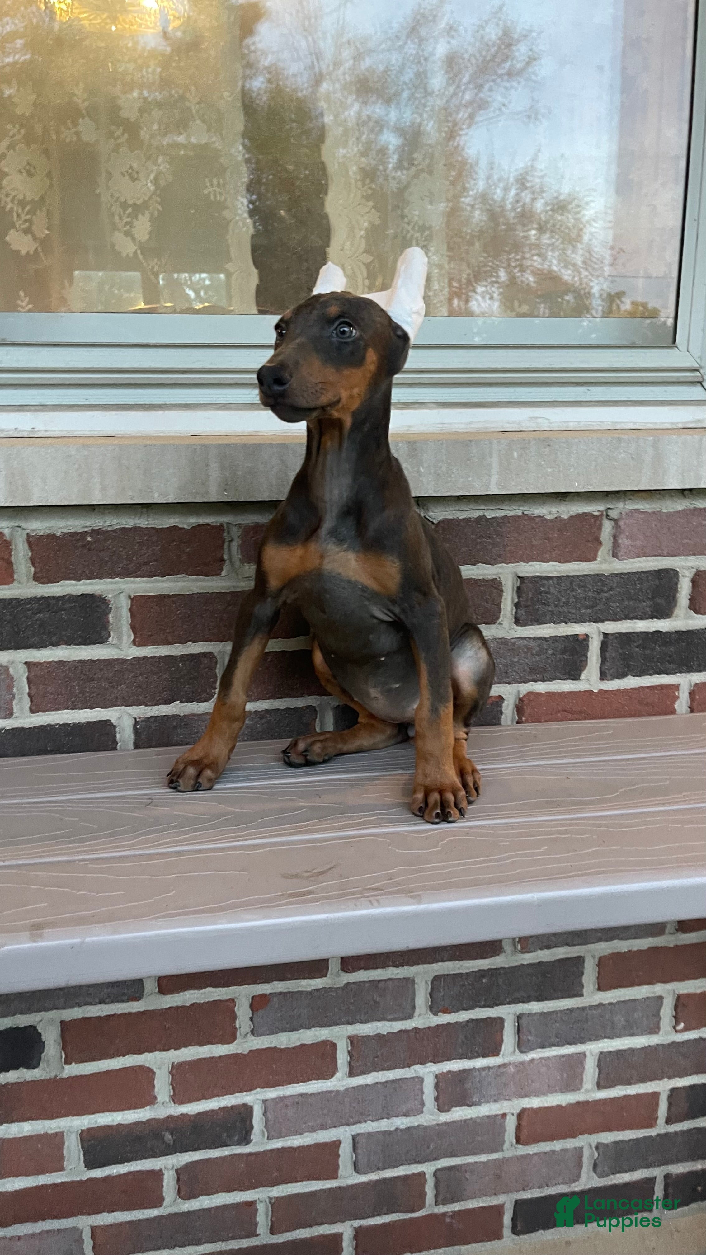 Doberman Pinscher dogs Pheonix - Ad 2