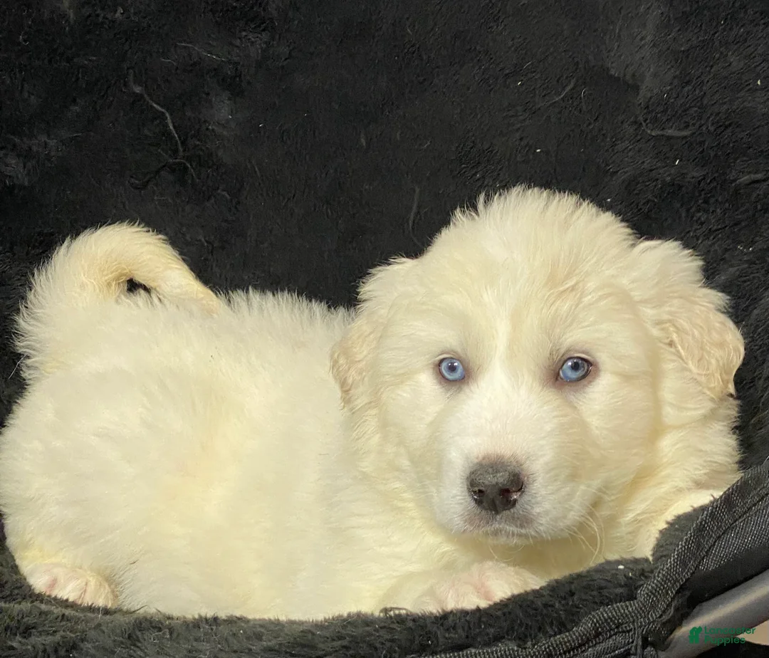 Great Pyrenees dogs for sale: Gina - Ad 5