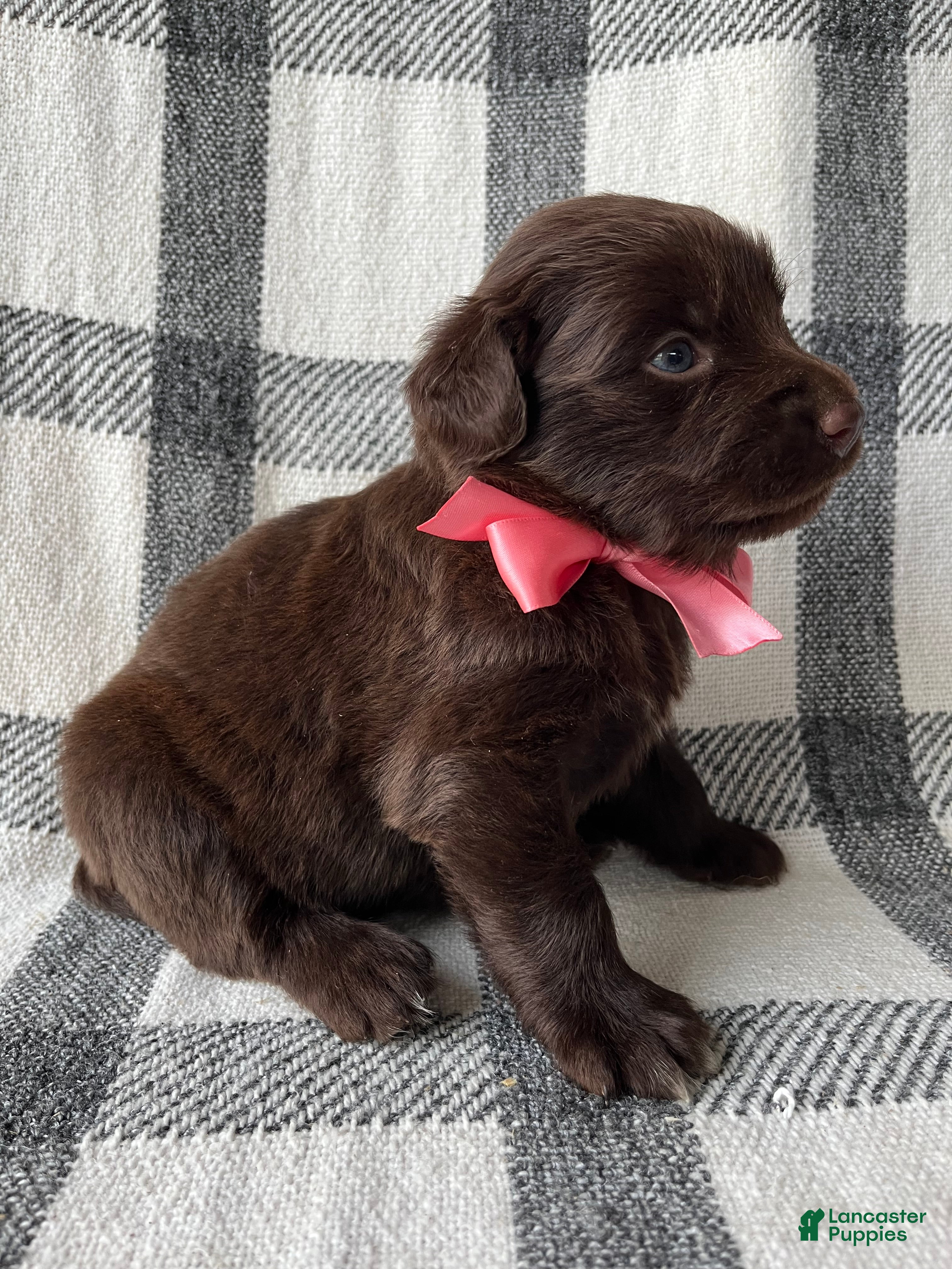 Mixed Breed dogs Allie - Ad 2