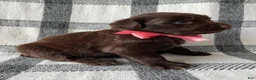 Mixed Breed dogs for sale: Allie - Ad 2