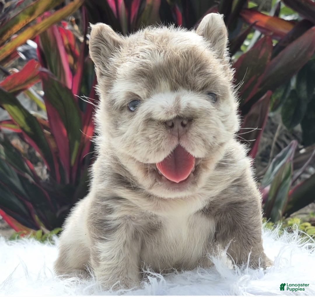 French Bulldog dogs Cali - Ad 1
