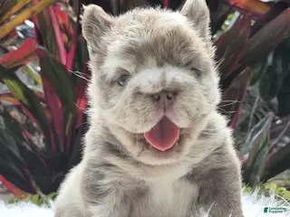 French Bulldog dogs Cali - Ad 1