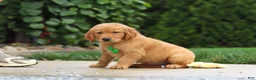 Golden Retriever dogs for sale: Moose — Your New Golden Best Friend! 🐾 - Ad 8