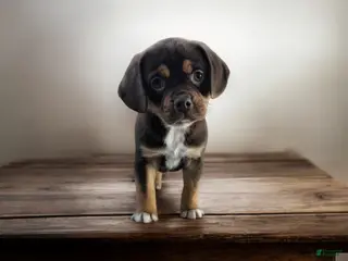 Puggle dogs Snickers - Ad 36