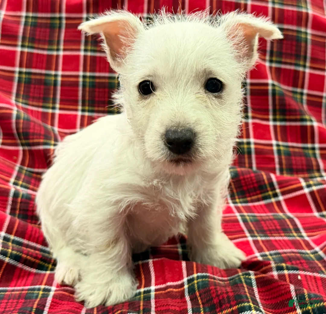 West Highland Terrier dogs for sale: Cheyenie - Ad 1