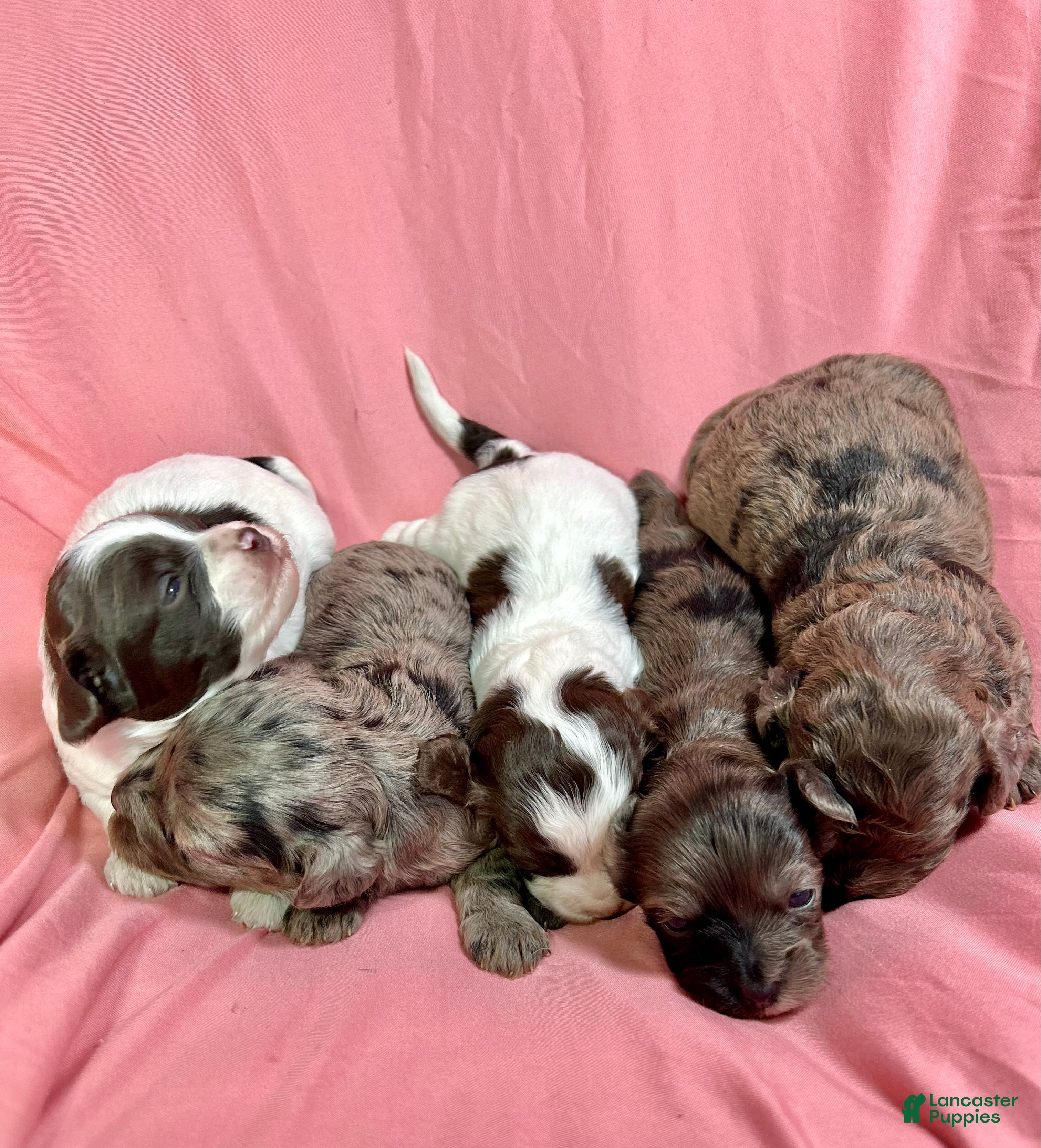 Cavapoo dogs Love - Ad 2