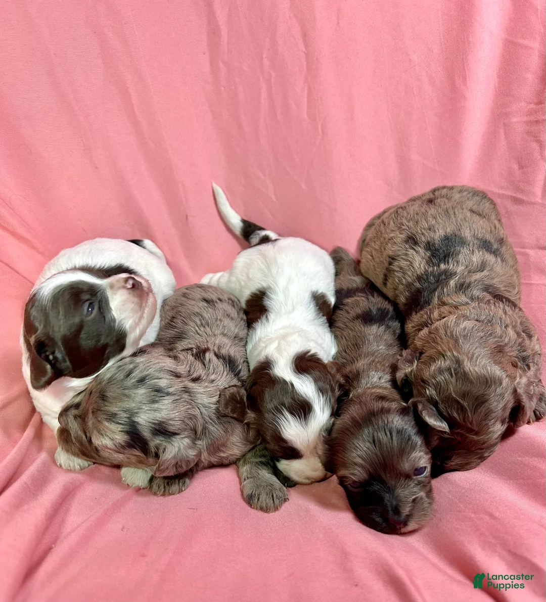 Cavapoo dogs for sale: Love - Ad 2