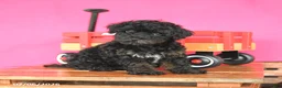 Toy Poodle dogs for sale: Ada - Ad 5