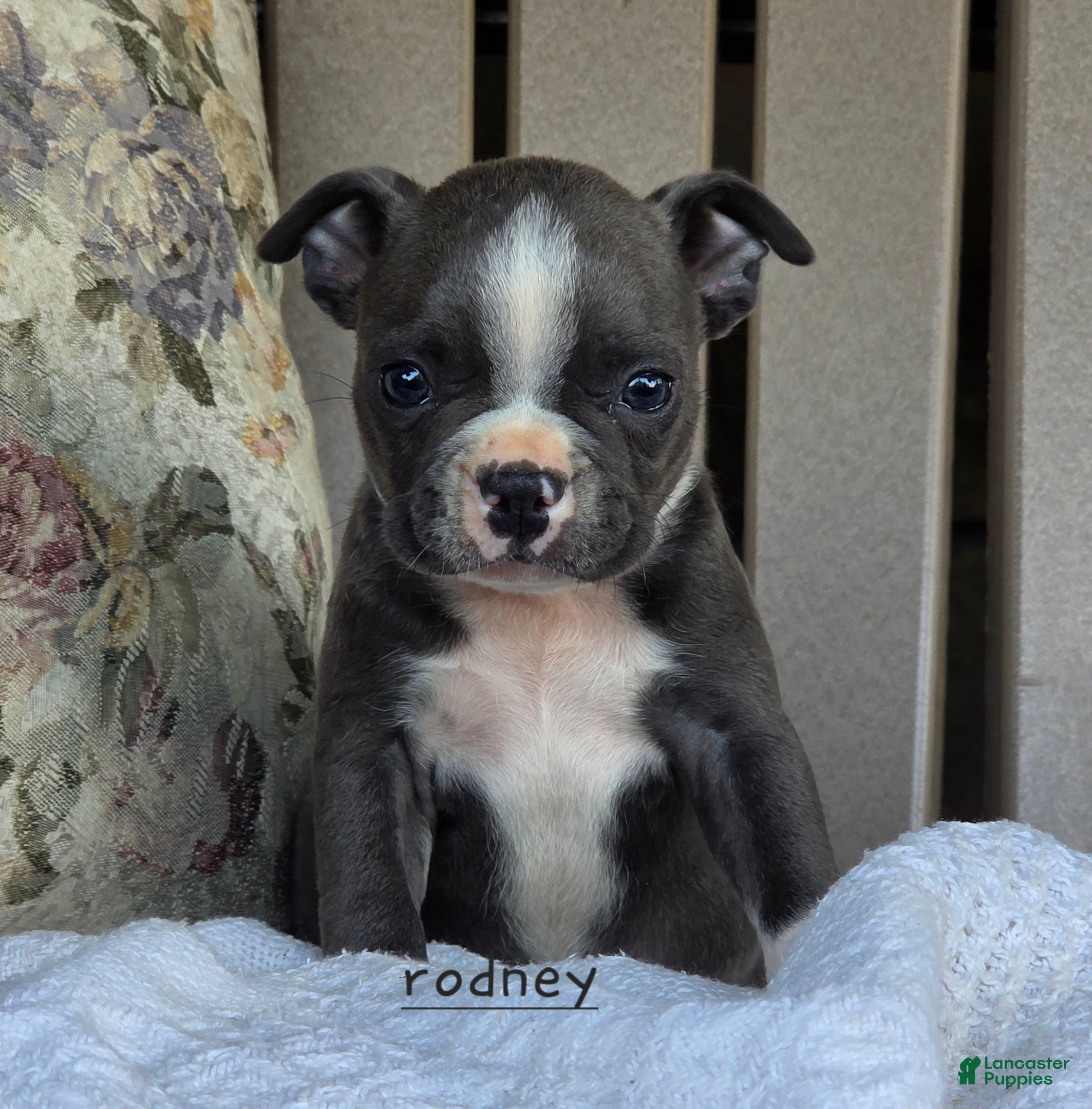 Boston Terrier dogs Rodney - Ad 1