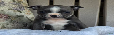 Rodney