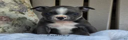 Boston Terrier dogs for sale: Rodney - Ad 1