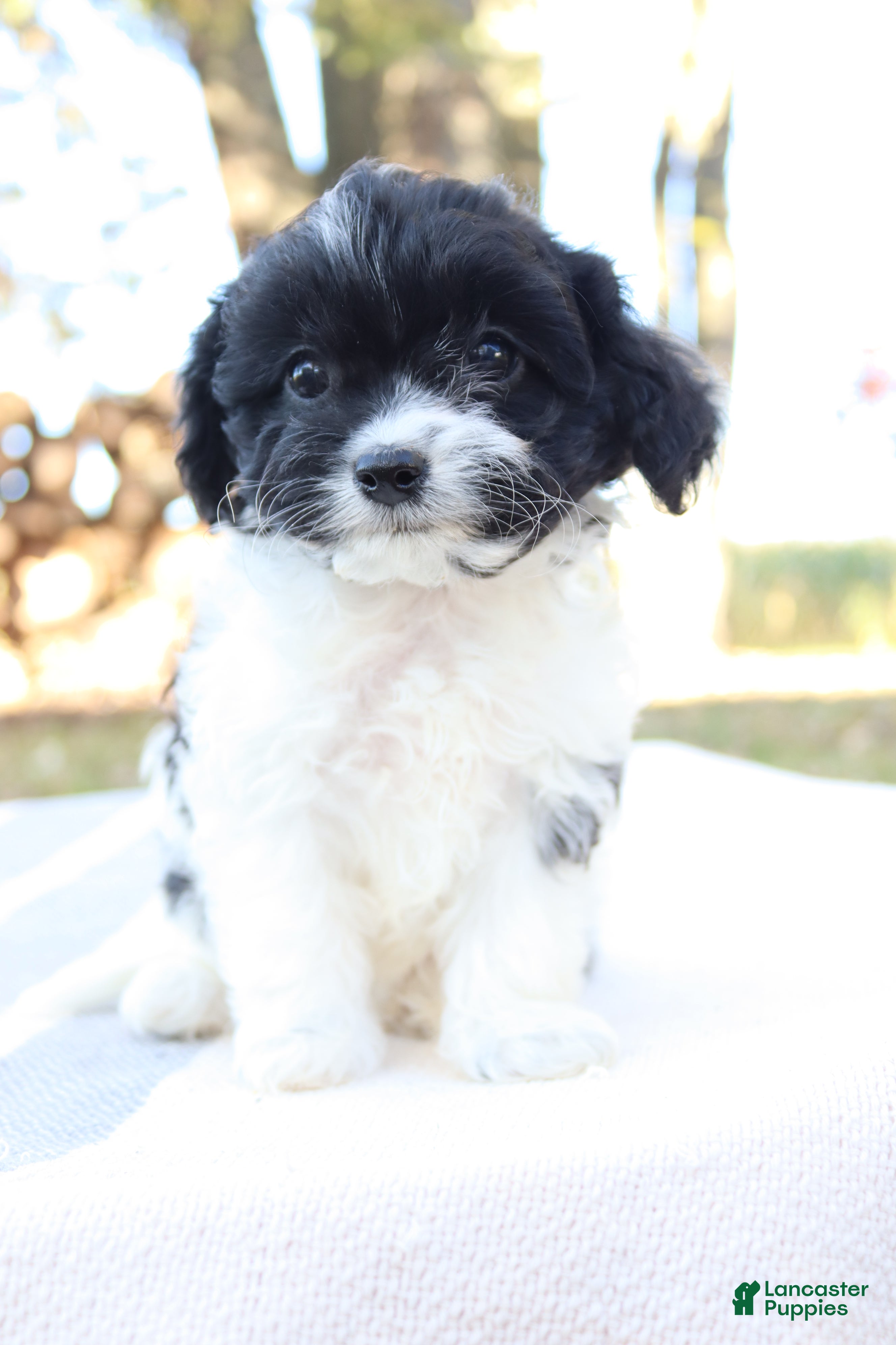 Cavapoo dogs for sale: Luna - Ad 2
