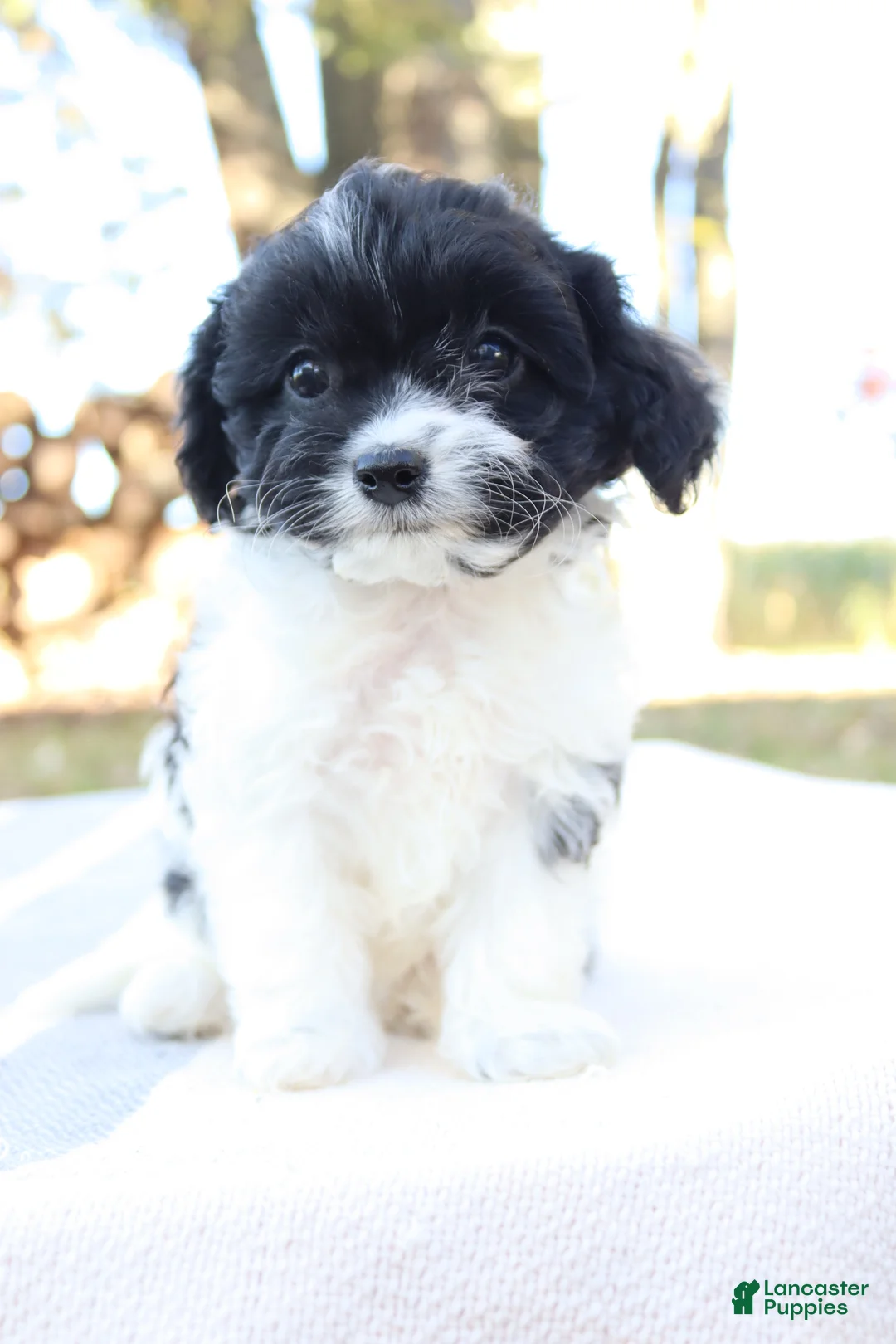 Cavapoo dogs for sale: Luna - Ad 2