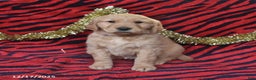 Golden Retriever dogs for sale: Raine - Ad 2