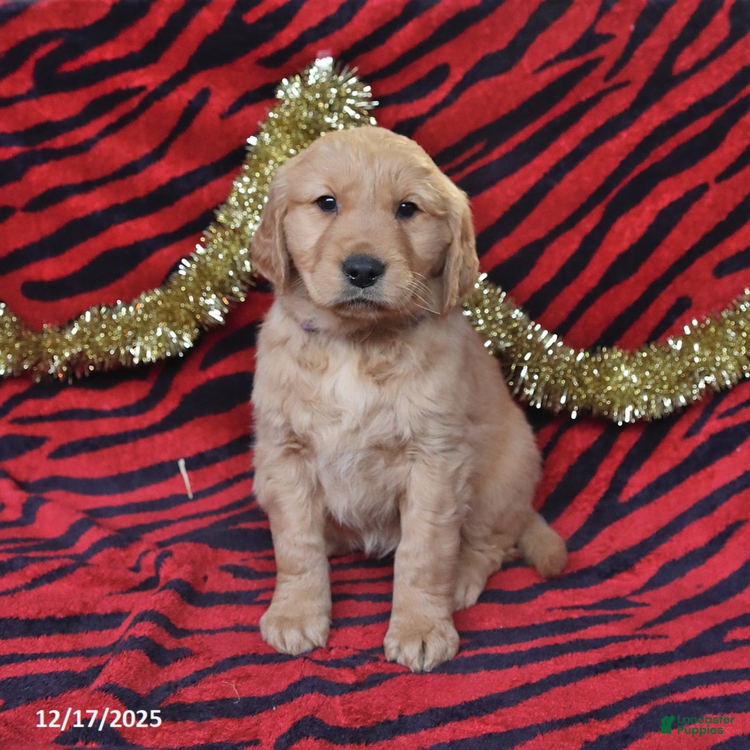 Golden Retriever dogs for sale: Raine - Ad 2