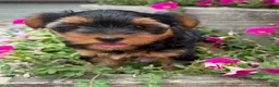 Yorkshire Terrier dogs for sale: Yorkshire Terrier 2 - Ad 4