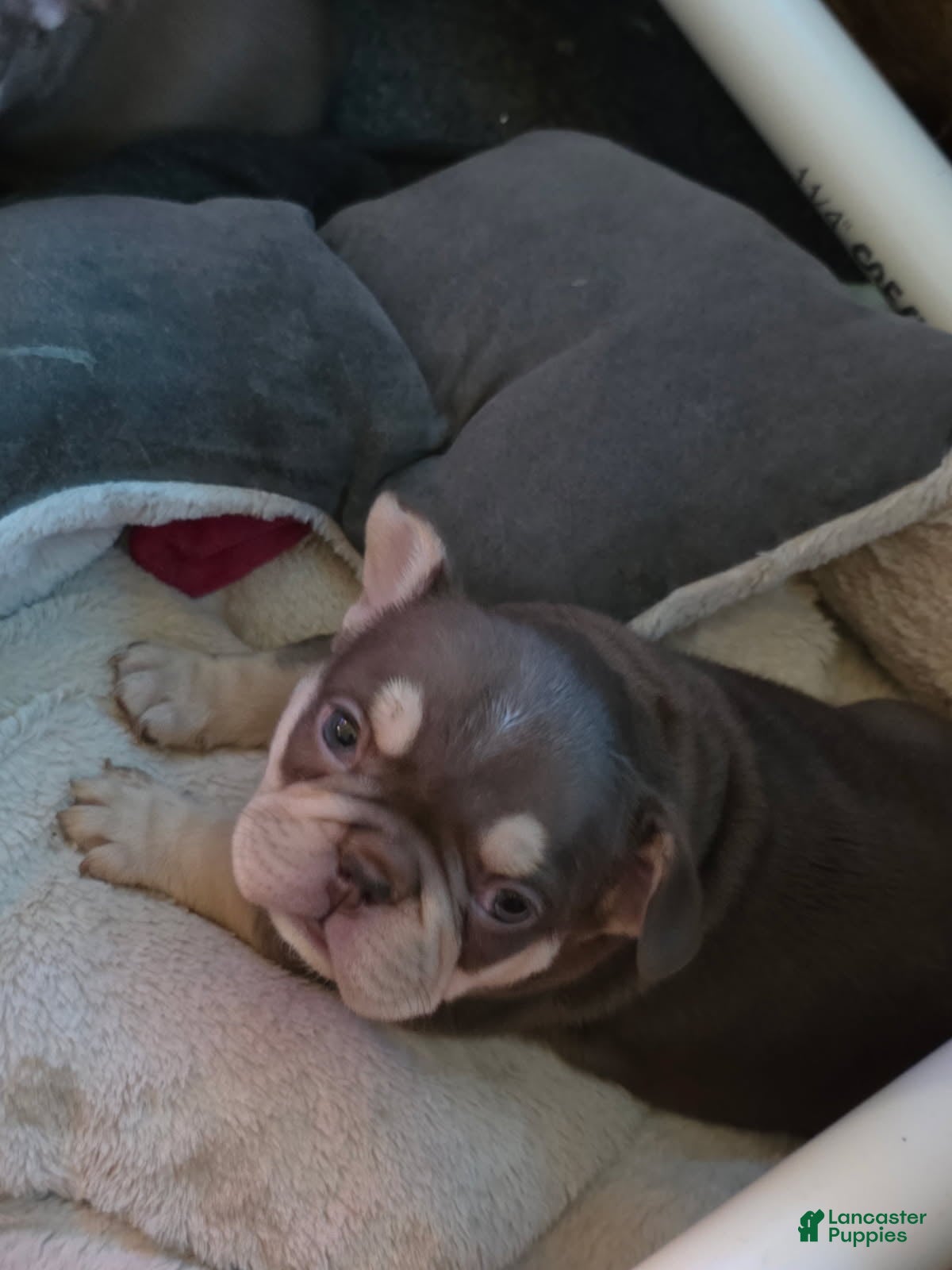 French Bulldog dogs French Bulldog Female 1 - Ad 11