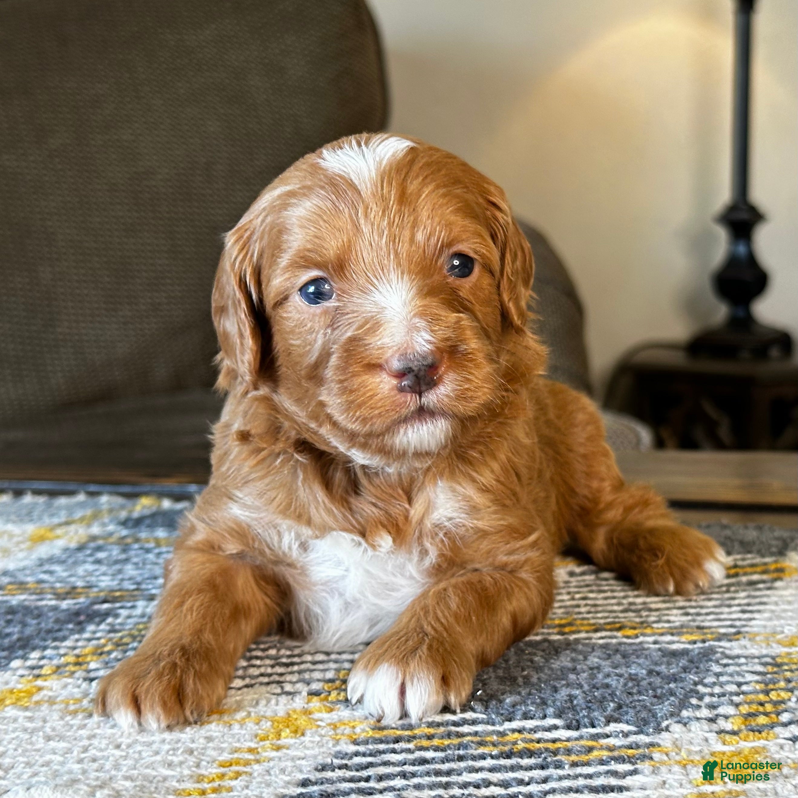 Mixed Breed dogs Red Micro Bernedoodle - Ad 1