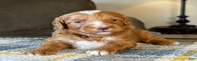 Red Micro Bernedoodle