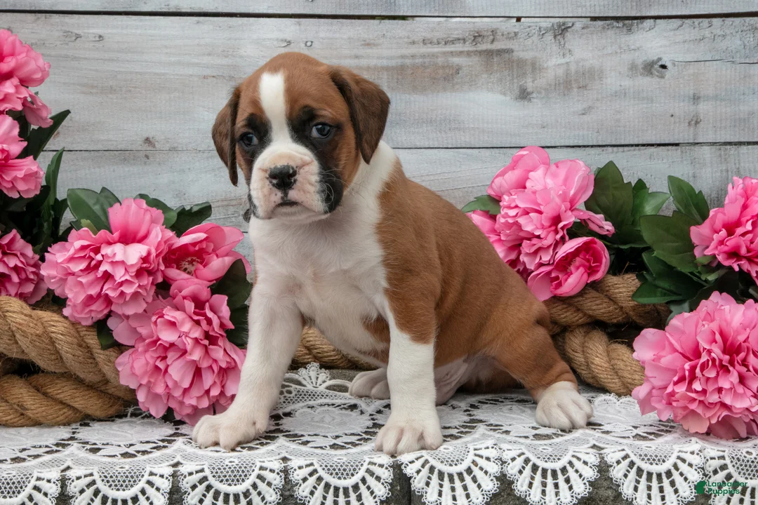 Boxer dogs for sale: Buddy - Ad 3