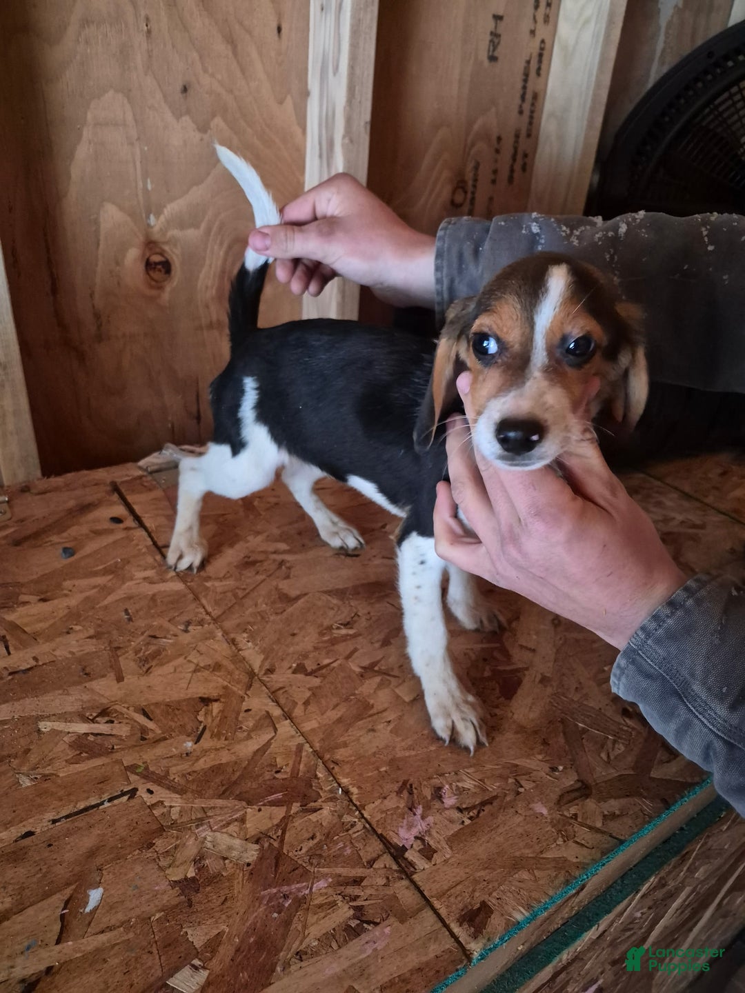 Beagle dogs for sale: Beagle Puppy 1 - Ad 1