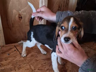 Beagle dogs Beagle Puppy 1 - Ad 24