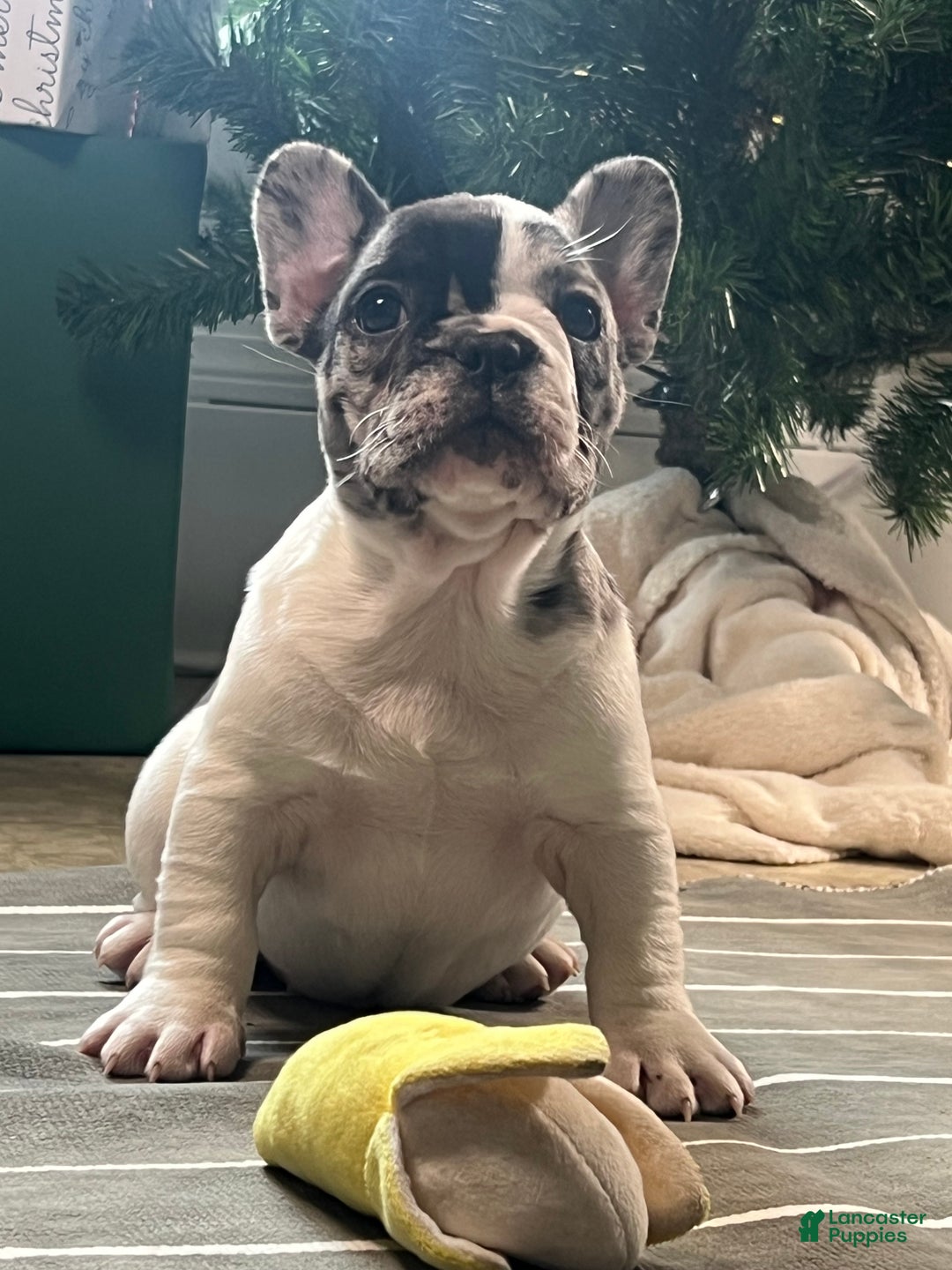 French Bulldog dogs for sale: Piper - Ad 4