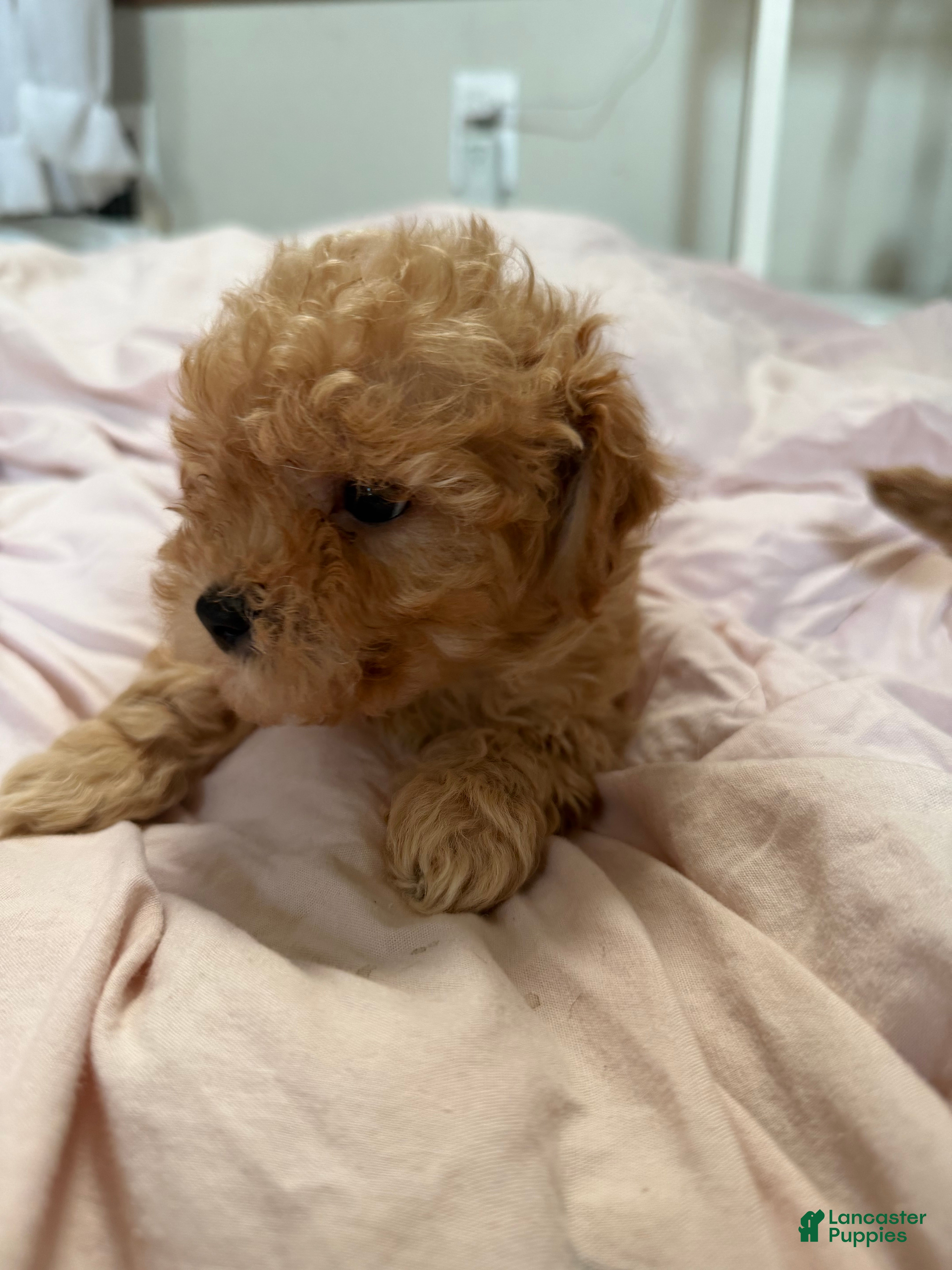 Mixed Breed dogs Mixed Breed 3 - Ad 20