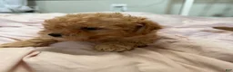 Mixed Breed dogs for sale: Mixed Breed 3 - Ad 1
