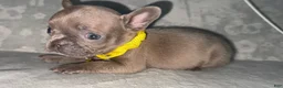 French Bulldog dogs for sale: Tiny - Ad 3