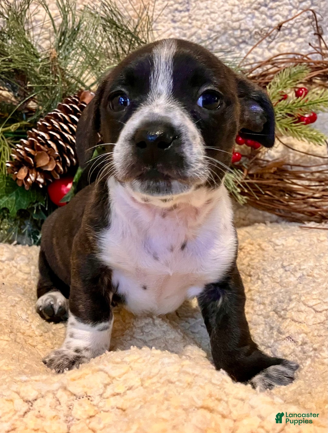 Mixed Breed dogs for sale: Lucy Love Ricardo - Ad 2