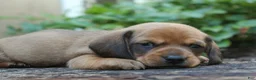Miniature Dachshund dogs for sale: Miniature Dachshund 1 - Ad 6