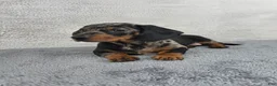 Miniature Dachshund dogs for sale: Millie - Ad 6