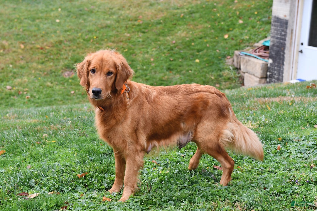 Miss Black for sale in Fresno Lancaster Puppies