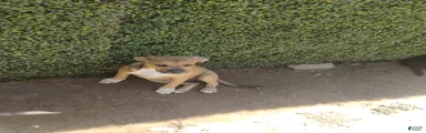 Mixed Breed 2